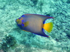 Queen Angelfish IMG 3097